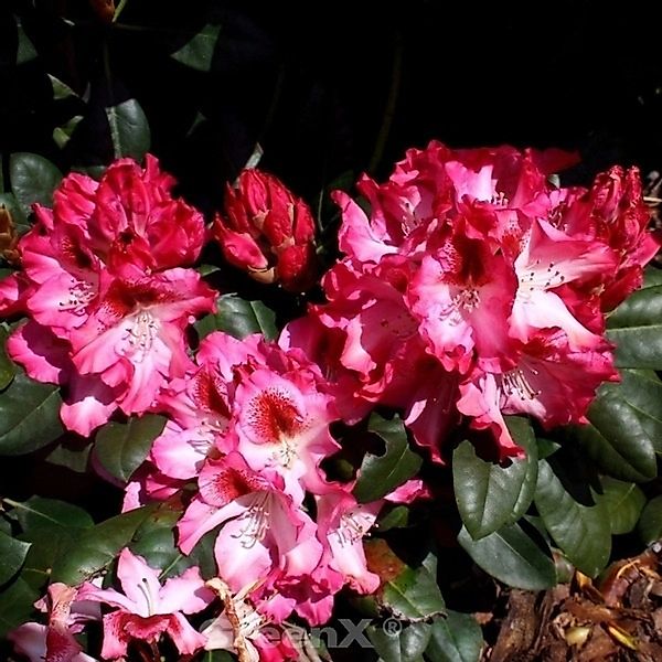 INKARHO - Großblumige Rhododendron Marianka 30-40cm - Alpenrose günstig online kaufen