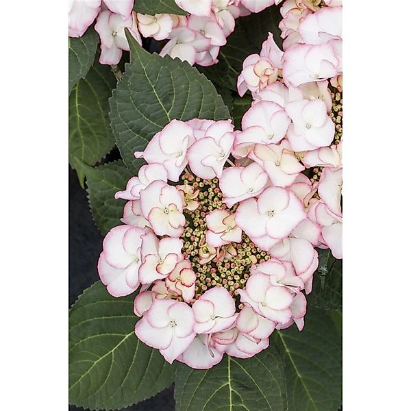 Hydrangea Macrophylla Bauernhortensie Charme 30-40 cm günstig online kaufen