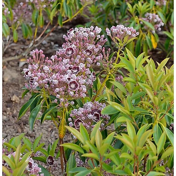 Großer Berglorbeer Tadeusz 40-50cm - Kalmia,atifolia günstig online kaufen