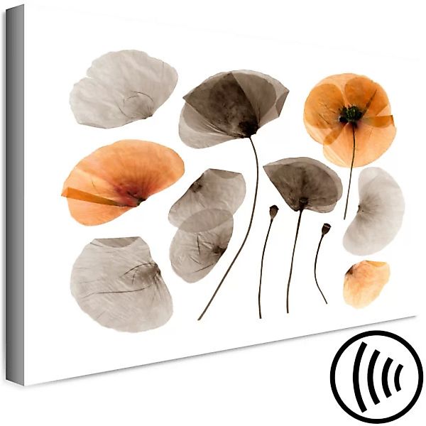 Wandbild Mohnblumen aus dem Herbarium - Andenken an Schönheit und Vegetatio günstig online kaufen