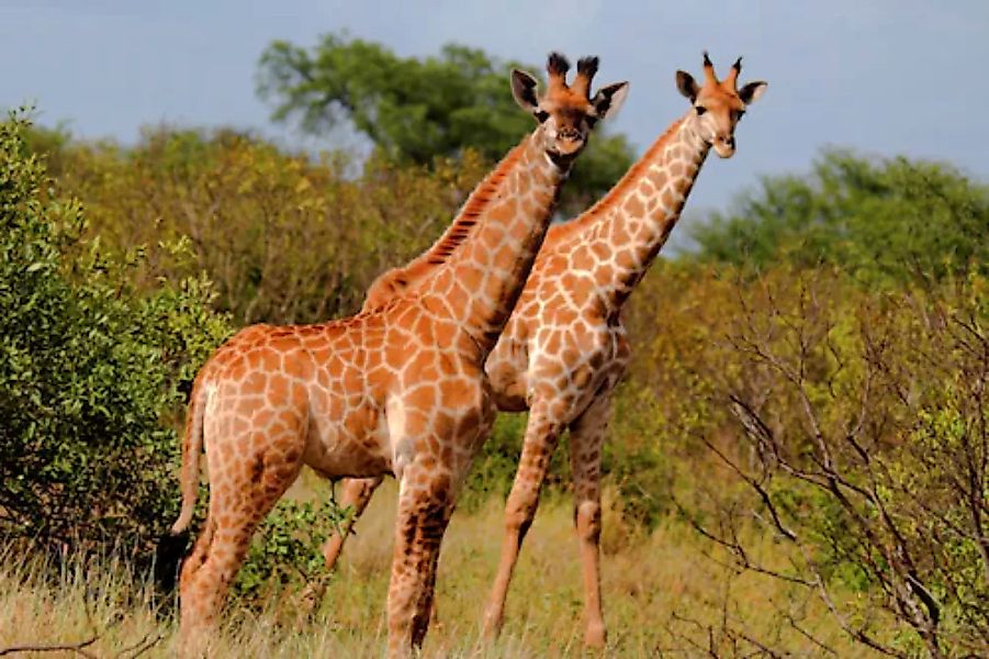 Papermoon Fototapete »GIRAFFE-TIERE AFRIKA SAVANNE STEPPE SAHARA BÄUME NATU günstig online kaufen