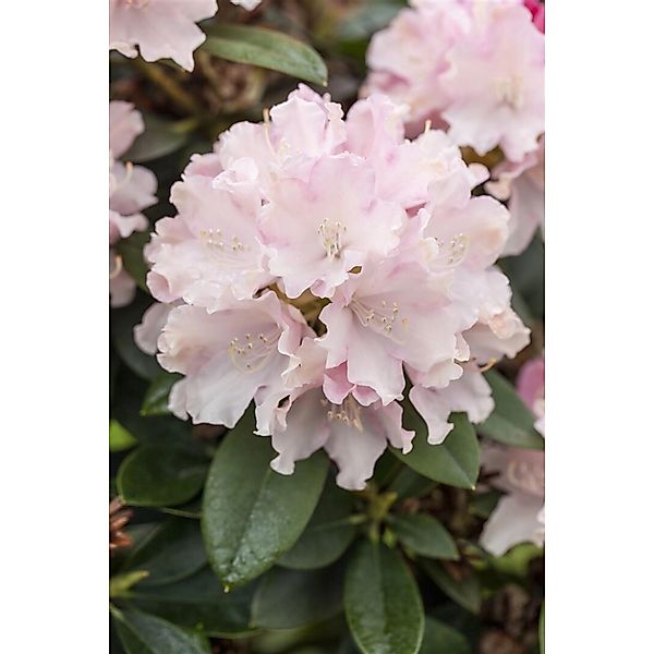 Rhododendron Yakushimanum Schneekrone Weiß 25–30 cm günstig online kaufen