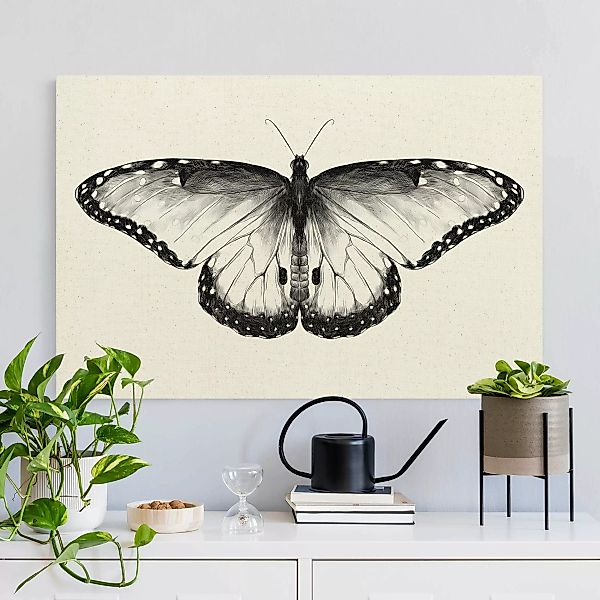 Leinwandbild auf Naturcanvas Illustration fliegender Blauer Morpho Schwarz günstig online kaufen
