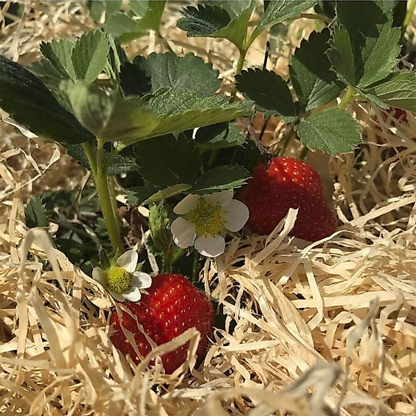 Boxolutions Gemüsedünger Holzwolle für Erdbeeren 2 günstig online kaufen