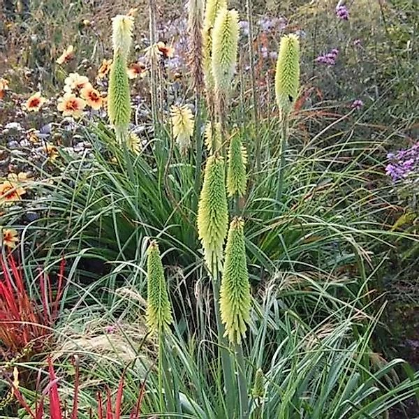 Fackellilie Little Maid - Kniphofia uvaria günstig online kaufen