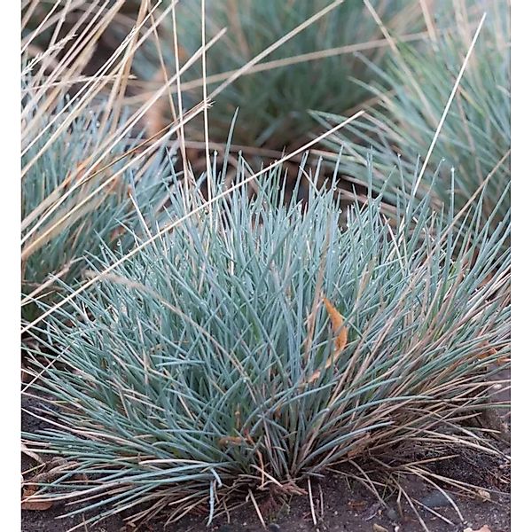 Stachel Schwingel - Festuca punctoria günstig online kaufen