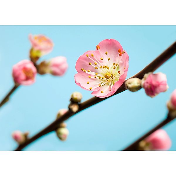 Komar Fototapete Vlies Peach Blossom  350 x 250 cm günstig online kaufen