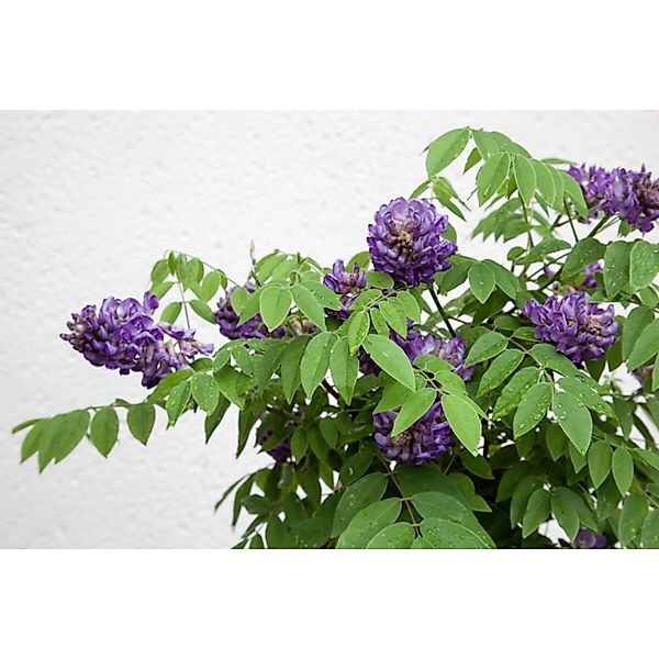 Wisteria Frutescens Longwood Purple Amerikanische Wisteria 150–200 cm günstig online kaufen