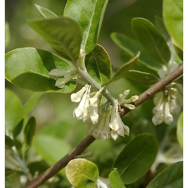 Vielblütige Ölweide 60-80cm - Elaeagnus multiflora günstig online kaufen