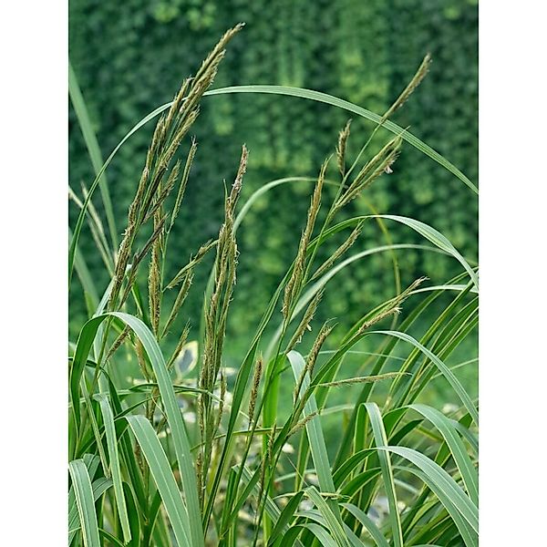 Spartina Pectinata Aureomarginata Goldrandgras Ca. 9x9 cm Topf günstig online kaufen