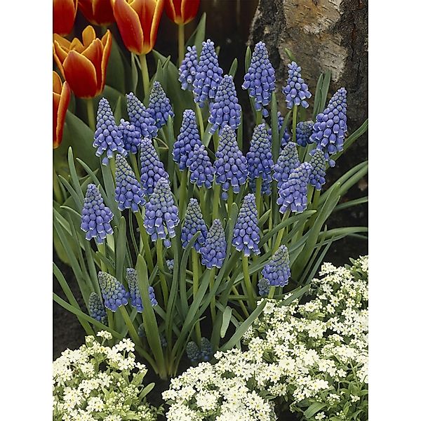 Traubenhyazinthe Blau Topf-Ø ca. 9 cm Muscari günstig online kaufen