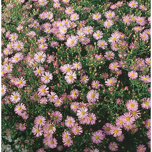 Aster Ericoides Myrtenaster Pink Cloud Ca. 9x9 cm Topf günstig online kaufen