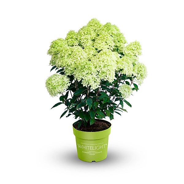 Rispenhortensie Gardenlights Höhe 40-50 cm Topf ca. 2,3 l Hydrangea panicul günstig online kaufen