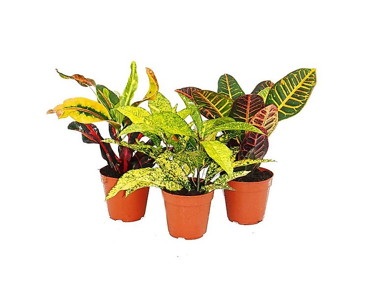 Exotenherz Zimmerpflanze Set aus 3 verschiedenen Codiaeum-Pflanzen, Wunders günstig online kaufen