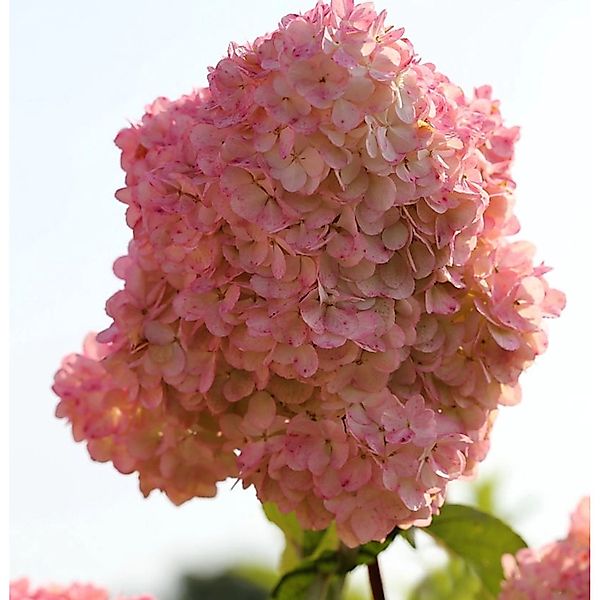 Rispenhortensie Diamand Rouge 60-80cm - Hydrangea paniculata günstig online kaufen