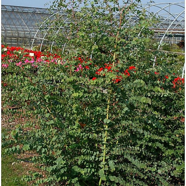 Australischer Eukalyptus Oliva 30-40cm - Eucalyptus parvifolia günstig online kaufen