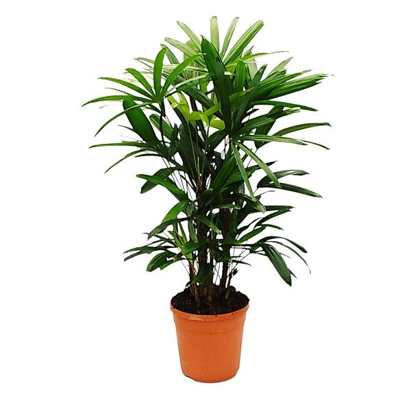 Exotenherz Zimmerpflanze Steckenpalme Rhapis excelsa Bambuspalme 21cm Topf günstig online kaufen