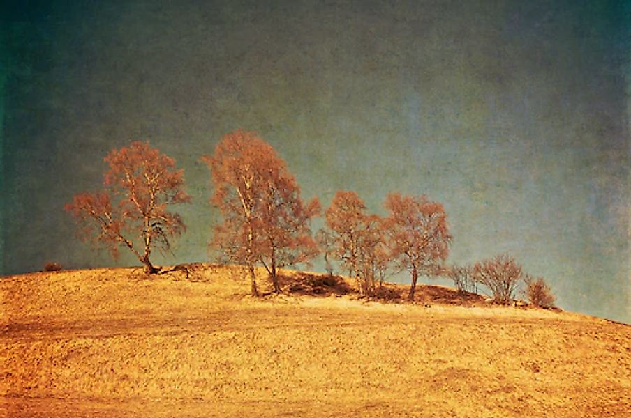 Papermoon Fototapete »BÄUME-VINTAGE NATUR LANDSCHAFT HERBST WALD WANDBILD X günstig online kaufen