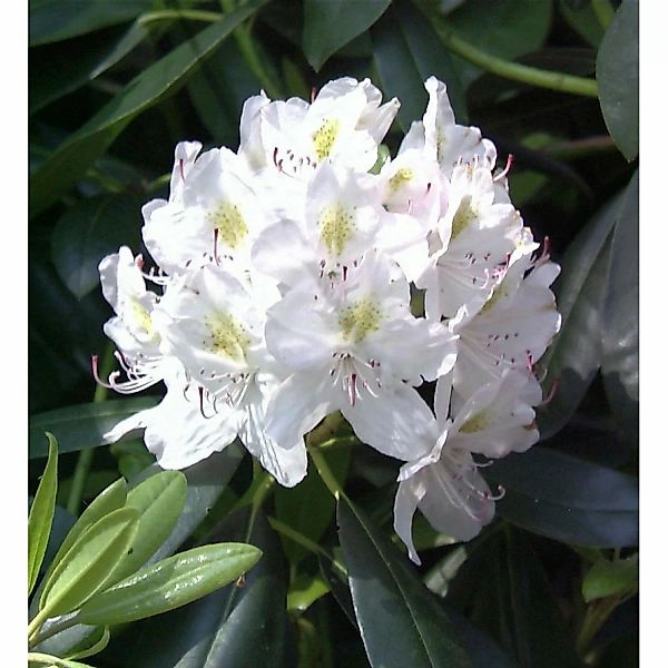 INKARHO - Großblumige Rhododendron Catawbiense Alba 25-30cm - Alpenrose günstig online kaufen