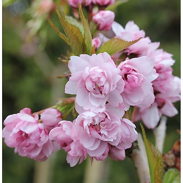 Japanische Hänge Nelkenkirsche 80-100cm - Prunus serrulata günstig online kaufen