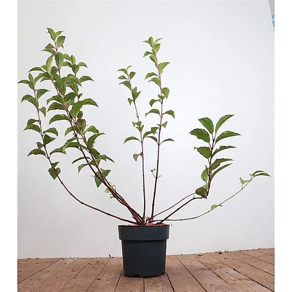 Viburnum Bodnantense Dawn Duft-Schneeball Rosa Blüten 60–80 cm günstig online kaufen