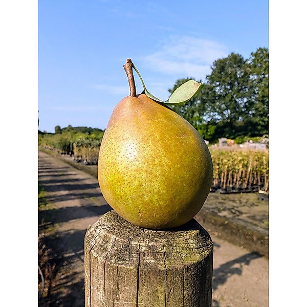 Birne Gellerts Butterbirne 100 - 120 cm Pyrus communis günstig online kaufen