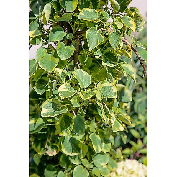 Hydrangea Petiolaris Miranda Kletterhortensie Gelb-Grün 60–80 cm günstig online kaufen