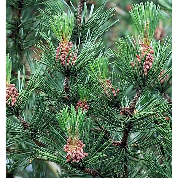 Hakenkiefer Bluzarre 30-40cm - Pinus uncinata günstig online kaufen