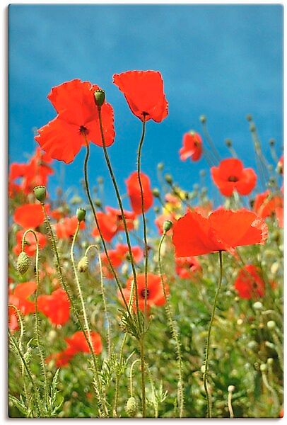 Artland Leinwandbild "Feld mit rotem Klatschmohn", Blumen, (1 St.), auf Kei günstig online kaufen