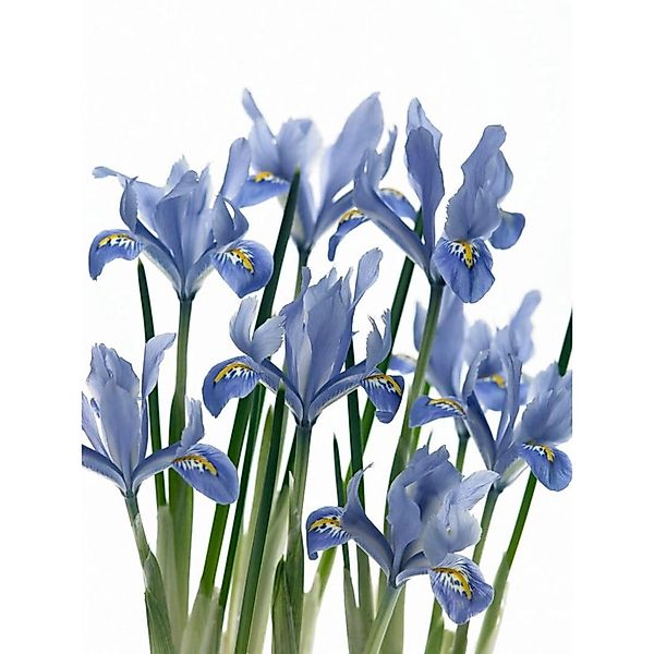 Iris Reticulata Netzblattiris Alida Ca 9x9 cm Topf günstig online kaufen