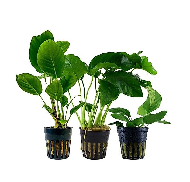 Aquaone Wasserpflanze Pflanzen Set mit 3 Anubias Aquariumpflanzen Set Nr.24 günstig online kaufen