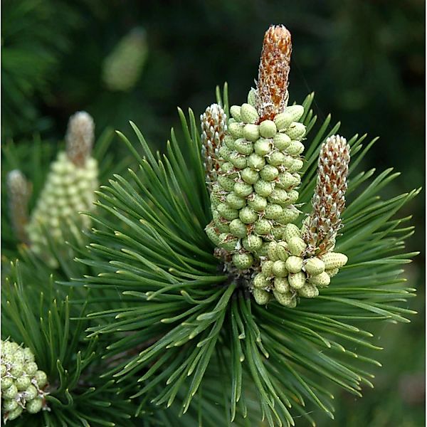 Hakenkiefer 60-80cm - Pinus uncinata günstig online kaufen