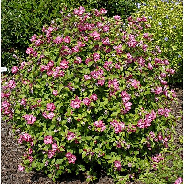 Garteneibisch Sup Bridge 60-80cm - Hibiscus günstig online kaufen