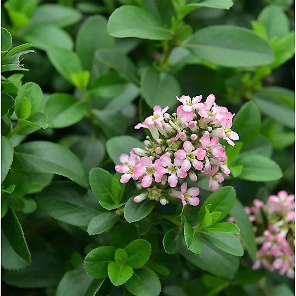 Andenstrauch Pink Elle 40-60cm - Escallonia günstig online kaufen