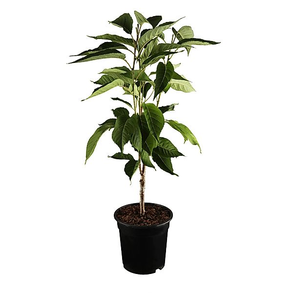 GROW by OBI Bio Säulenkirsche Rot Höhe ca. 40 - 60 cm Topf ca. 7,5, günstig online kaufen