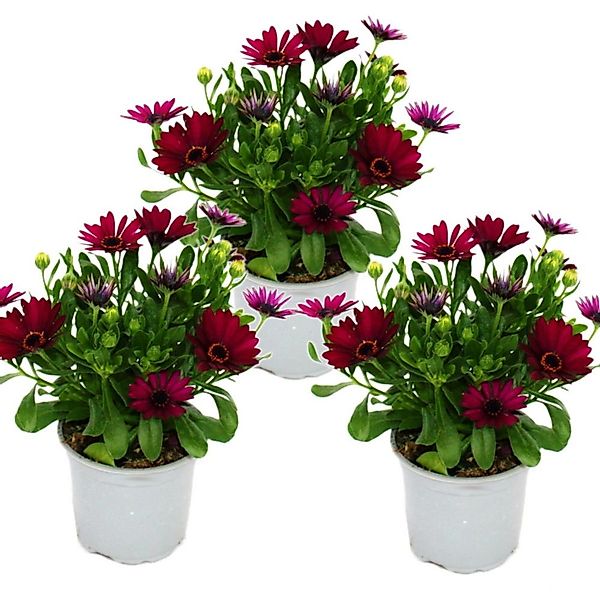 Exotenherz Kapkörbchen Osteospermum Ecklonis 11cm Topf Set mit 3 Pflanzen L günstig online kaufen