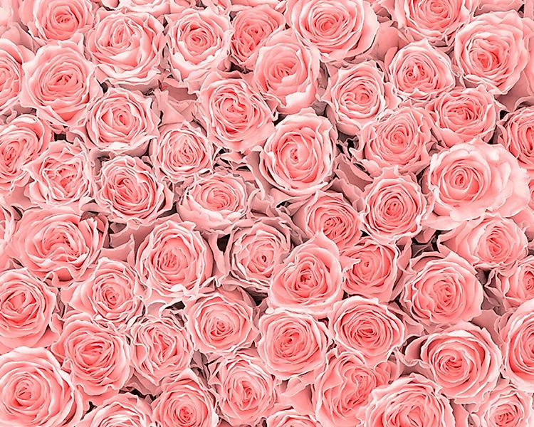 Fototapete "Pink Roses" 4,00x2,67 m / Strukturvlies Klassik günstig online kaufen