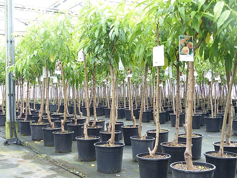 gruenwaren jakubik Pfirsichbaum Plattpfirsich Pfirsich 170 - 180 cm Pfirsic günstig online kaufen