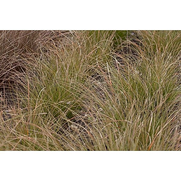 Carex Testacea Neuseeländisches Segge Orange-Braun Ca. 9x9 cm Topf günstig online kaufen