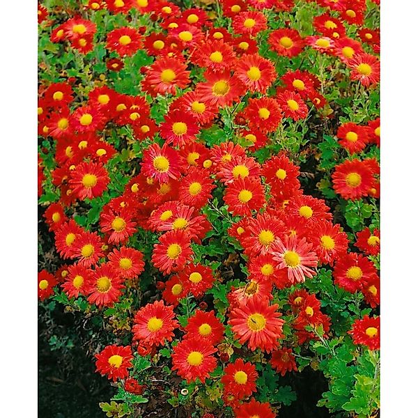 Chrysanthemum X Hort. Gartenchrysantheme Ca. 9x9 cm Topf günstig online kaufen