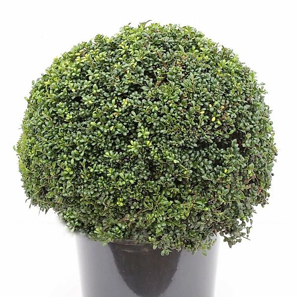 Kugelschnitt Japanische Stechpalme Ilex Glori Gem 25-30cm - Ilex crenata günstig online kaufen