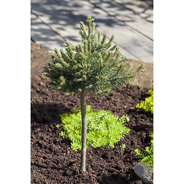 Pinus Mugo Mini Mops Bergkiefer Kompakt 60–70 cm günstig online kaufen