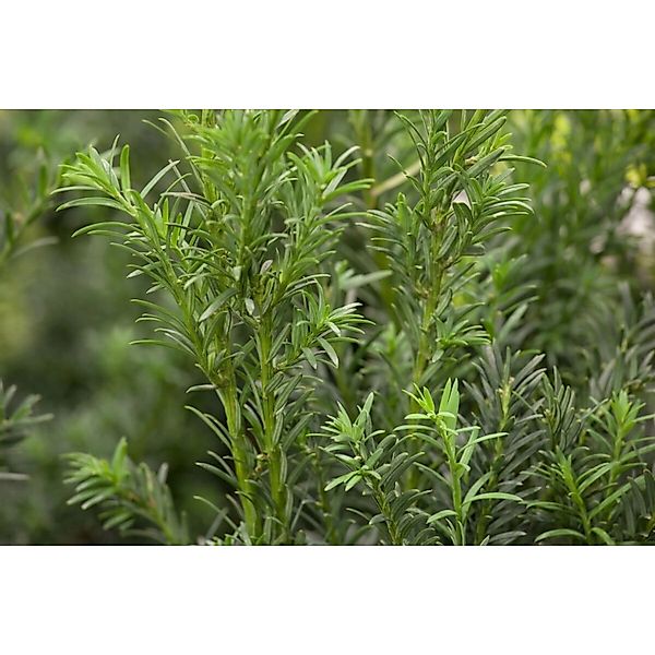 Taxus baccata 'Schwarzgrün' Würfel 55-60 cm günstig online kaufen