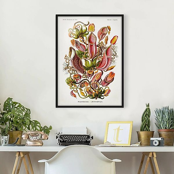 Bild mit Rahmen Blumen - Hochformat Vintage Lehrtafel Pflanzenillustration günstig online kaufen