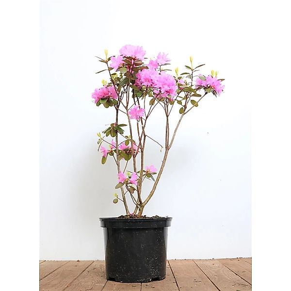 Rhododendron Carolinianum P.J.Mezitt Rosa Blüten 30–40 cm günstig online kaufen