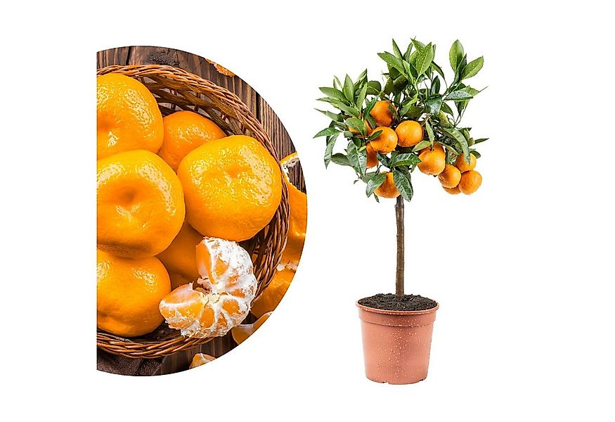 Meine Orangerie Obstpflanze Satsuma-Mandarinenbaum - Citrus unshiu, echte S günstig online kaufen