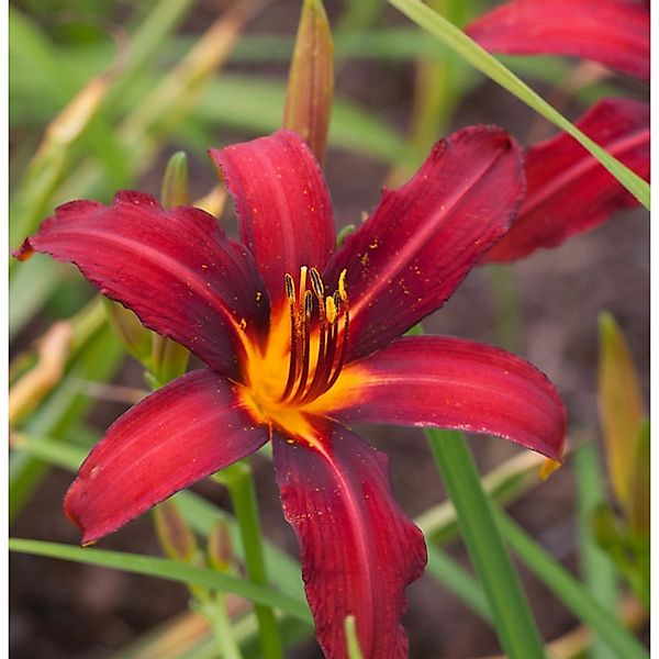 Taglilie Black Prince - Hemerocallis günstig online kaufen