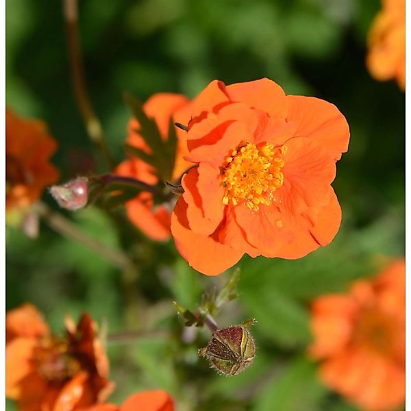 Nelkenwurz Werner Arends - Geum coccineum günstig online kaufen