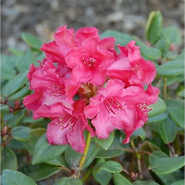 Großblumige Rhododendron Tromba 30-40cm - Alpenrose günstig online kaufen