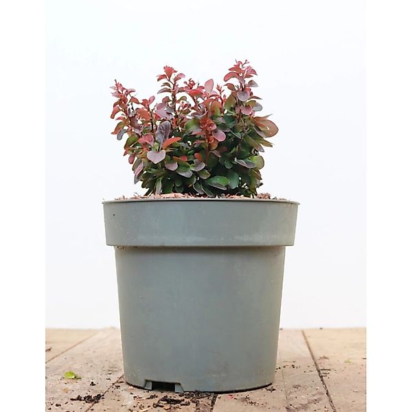 Berberis Thunbergii Bagatelle Heckenberberitze Kompakt 15–20 cm günstig online kaufen